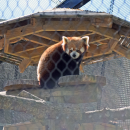 Jacob the red panda posing in front of his new sun cover. 