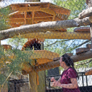 A keeper gives Jacob the red panda some snacks. 