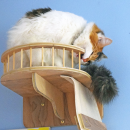 One of the office cats find an alternitive way to enjoy their climbing wall. 