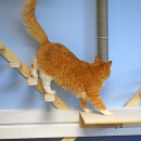 An office cats walks on the wall stairs. 