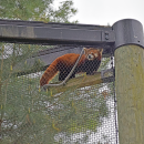 Jacob the red panda preparing for a nap.