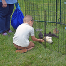 Colton Walker pets the chicks and ducklings. 