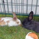 The bunnies take a nap. 