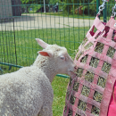 The lamb enjoys a snack. 