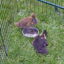 The ducklings play in the water bowl. 