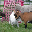 Some of the goats have a play fight. 