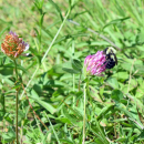 A bumblebee pollenates a flower. 