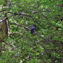 A catbird hidden in the trees. 