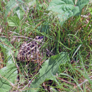 A toad hiding in the grass. 