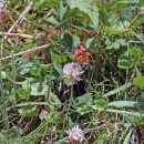 A butterfly rests on a clover flower. 