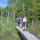 The group walks over the boardwalk into the woods. 