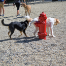 What else could a fire hydrant be for?