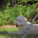 Sawyer enjoys some shade. 