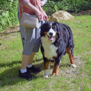 A dog waits to enjoy the park. 