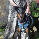 A doberman smiles at the camera. 