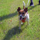 Daisy runs around, excited for the event to start. 