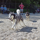 Zoe plays a game of tag with Buddy. Photos by Kat Sheridan
