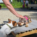 Callaway and Daisy meet. 