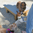 Three little dogs beg for treats. 