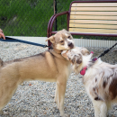 Cooper and Marsha have a sniff. 