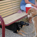 Cooper is confused why Zoe is playing under the bench. 