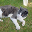 Archie, the yard sale mascot. 
