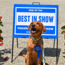dog show