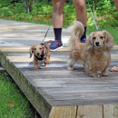Two dachshunds head into the park. Photos by Kat Sheridan