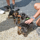 Two of the dogs get to know each other. 