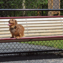 Murphy hangs out on a bench. 