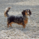 One of the dogs poses. 