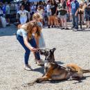 Otto the malinois rolls over during the show. 