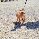 Roxie, the 17-year-old chihuahua, trots past. 