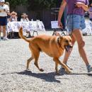 One of the dogs walks past.