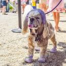A spaniel dressed up for the show. 