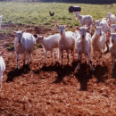 goat lady