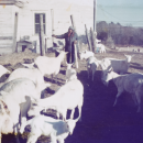 goat lady