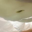 The larva Kayla Nelson found in her Jersey Mike’s sub. Photo by Kayla Nelson