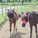 Two of the smaller horses sport their fly masks to protect their eyes. 