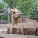 The camel was surprisingly soft. 