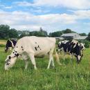 The cows enjoy the pasture. Source: Melissa Sylvia