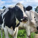 One of the cows inspects the camera. Source: Melissa Sylvia