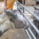 A donkey and a mini horse stare at each other. 