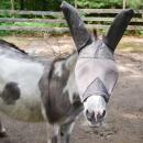 One of the donkeys starts to inspect the camera. 