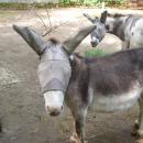 The two donkeys in their fly masks. 