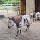 The mini horse and the horse with dwarfism. 