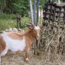 One of the goats pauses his snack to look over. 