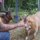 The goats enjoy some pets. 