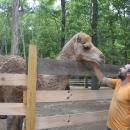 Randy Moitosm pets one of the camels. 