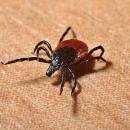 A tick. File photo